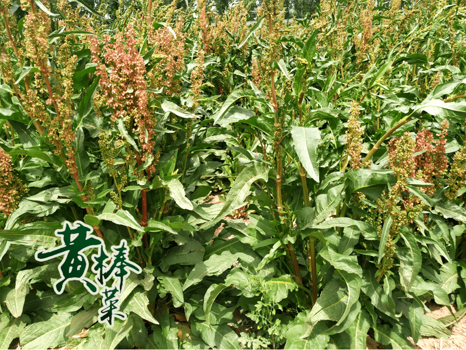 黄棒菜——助力乡村振兴的宝藏蔬菜!