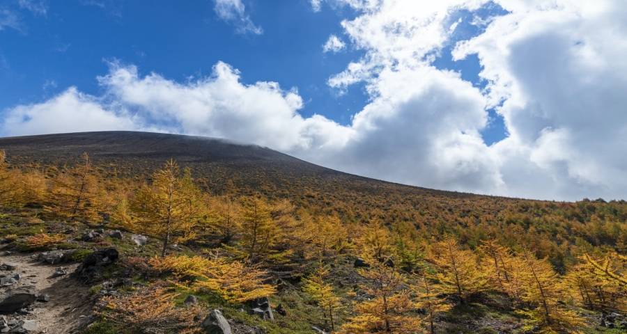 主要家电厂商市场策略今年全线分化-家电圈官网