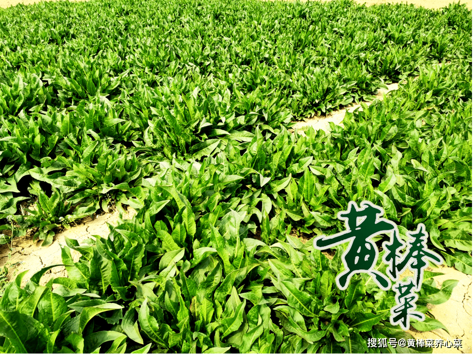 黄棒菜种植生态适应性卓越还具有土地改良价值种植即修复