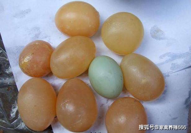 鸡为什么会下软壳蛋,怎么快速提升蛋壳质量