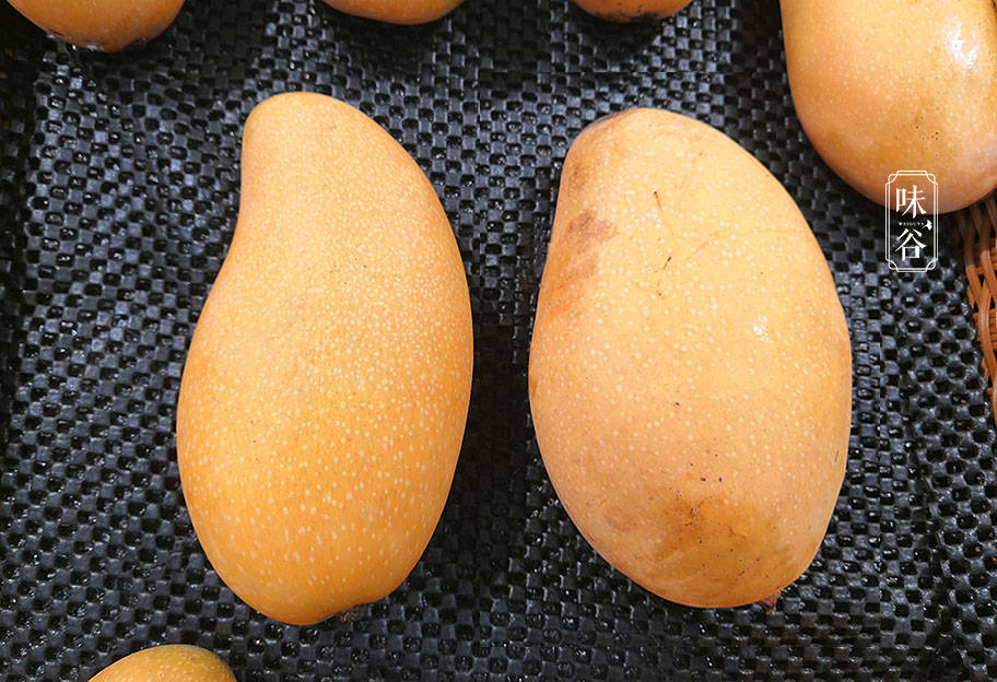 而母芒果的体型恰恰相反,底部又圆又大,里面的核也比较大,果肉也相对