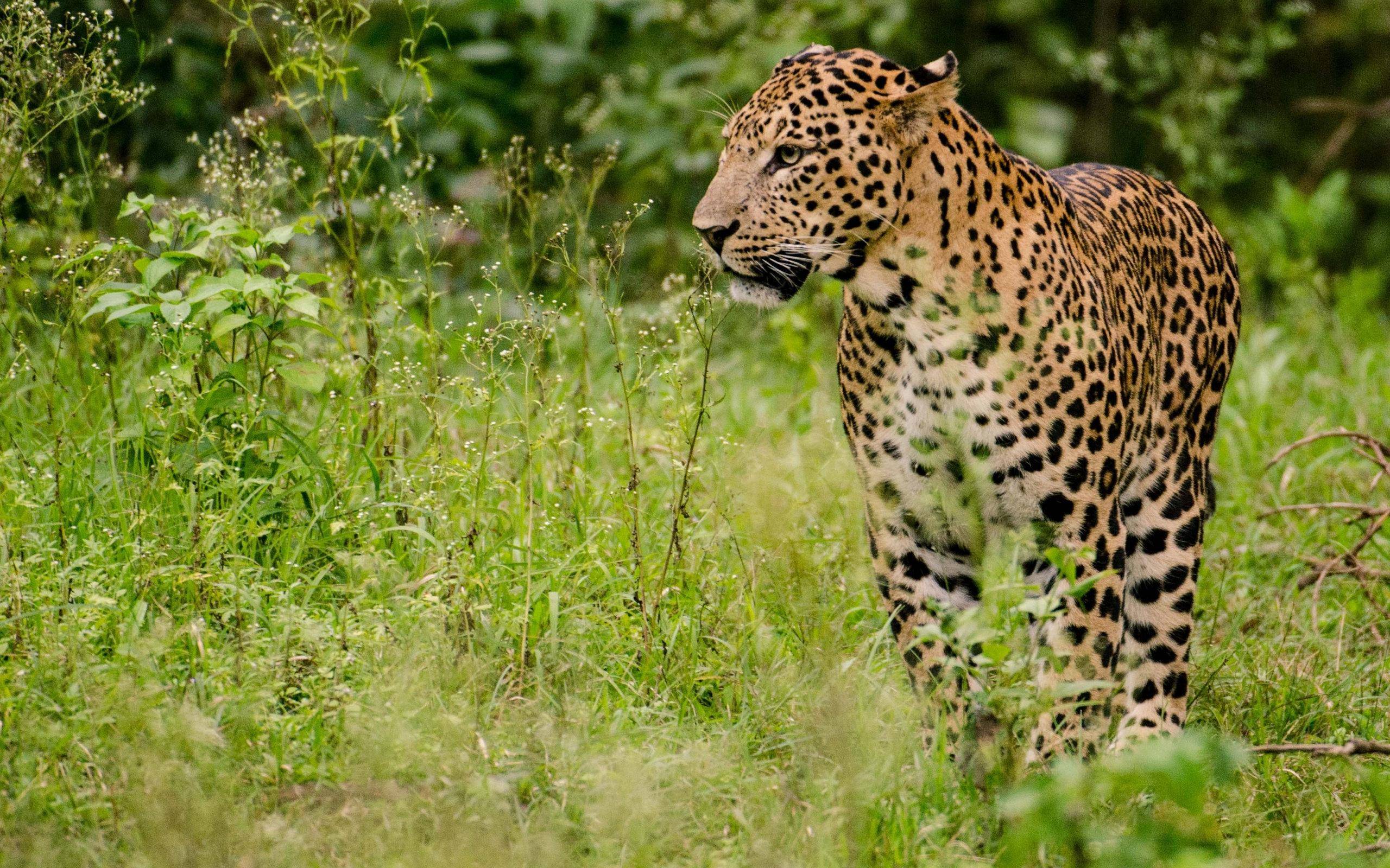 动物园三只金钱豹外逃!被它们咬伤会得狂犬病吗?