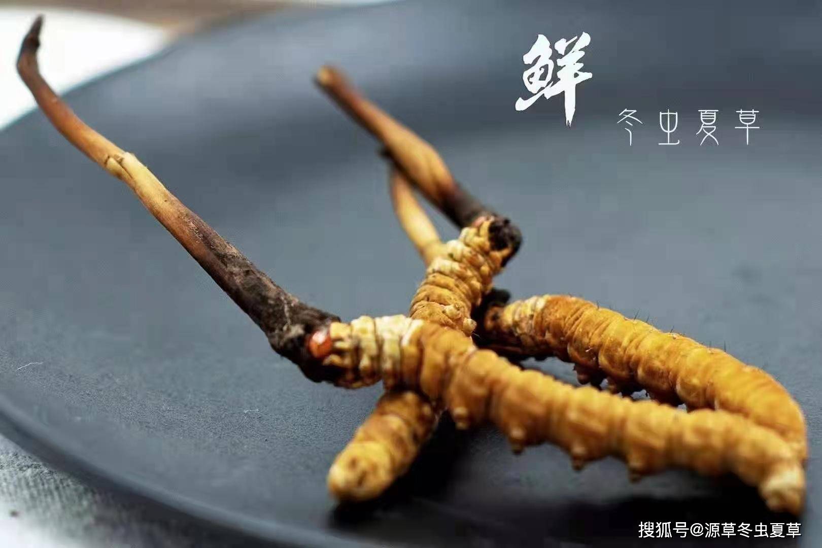 新鲜冬虫夏草知识一篇就够了源草20专注高海拔冬虫夏草2829