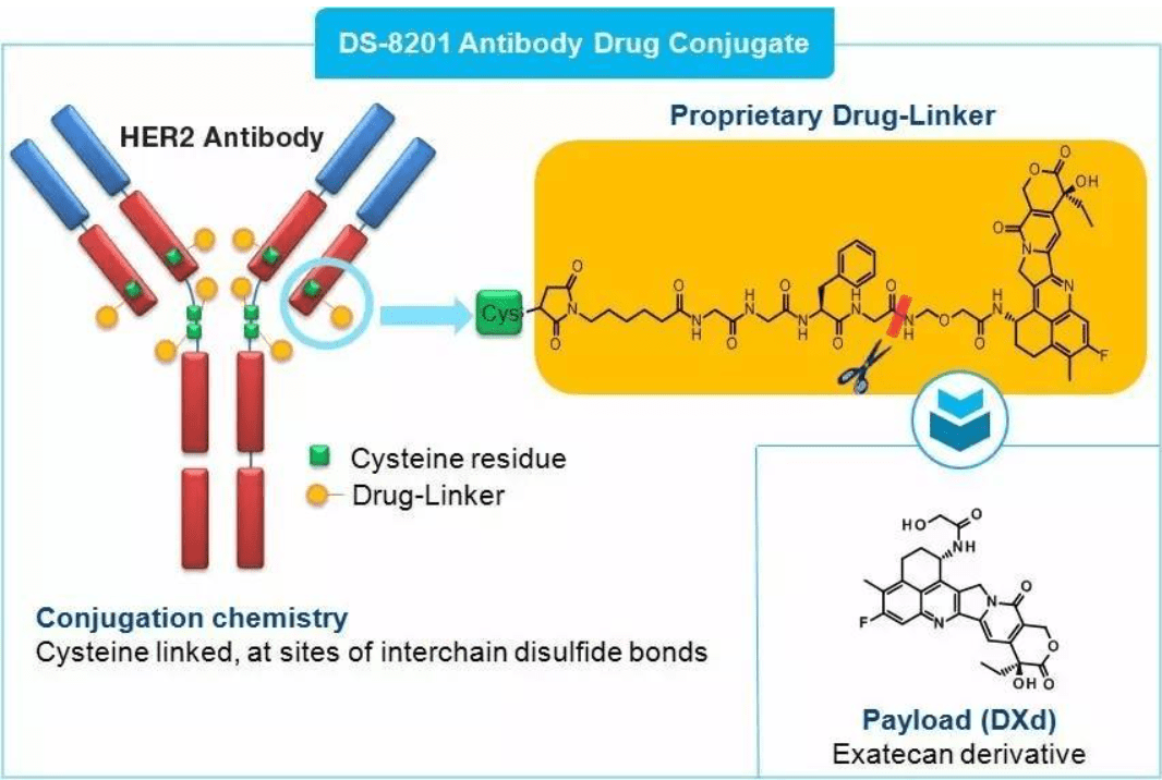 保证系统|宝藏ADC药物DS8201制造者——第一三共猎癌全实录