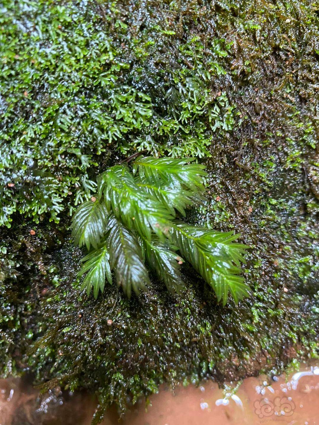微妙的植物志:大凤尾藓fissidens nobilis全水下养殖攻略
