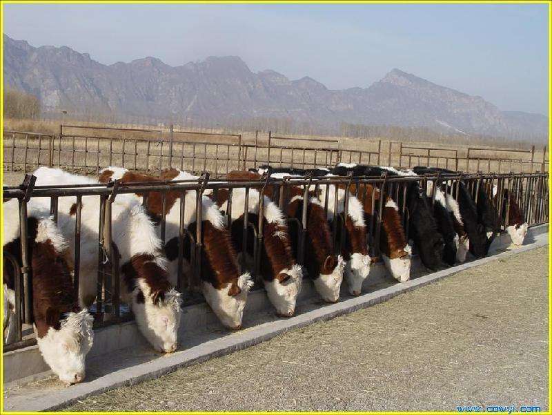 肉牛養殖用的飼料養牛戶常用肉牛長肉的飼料