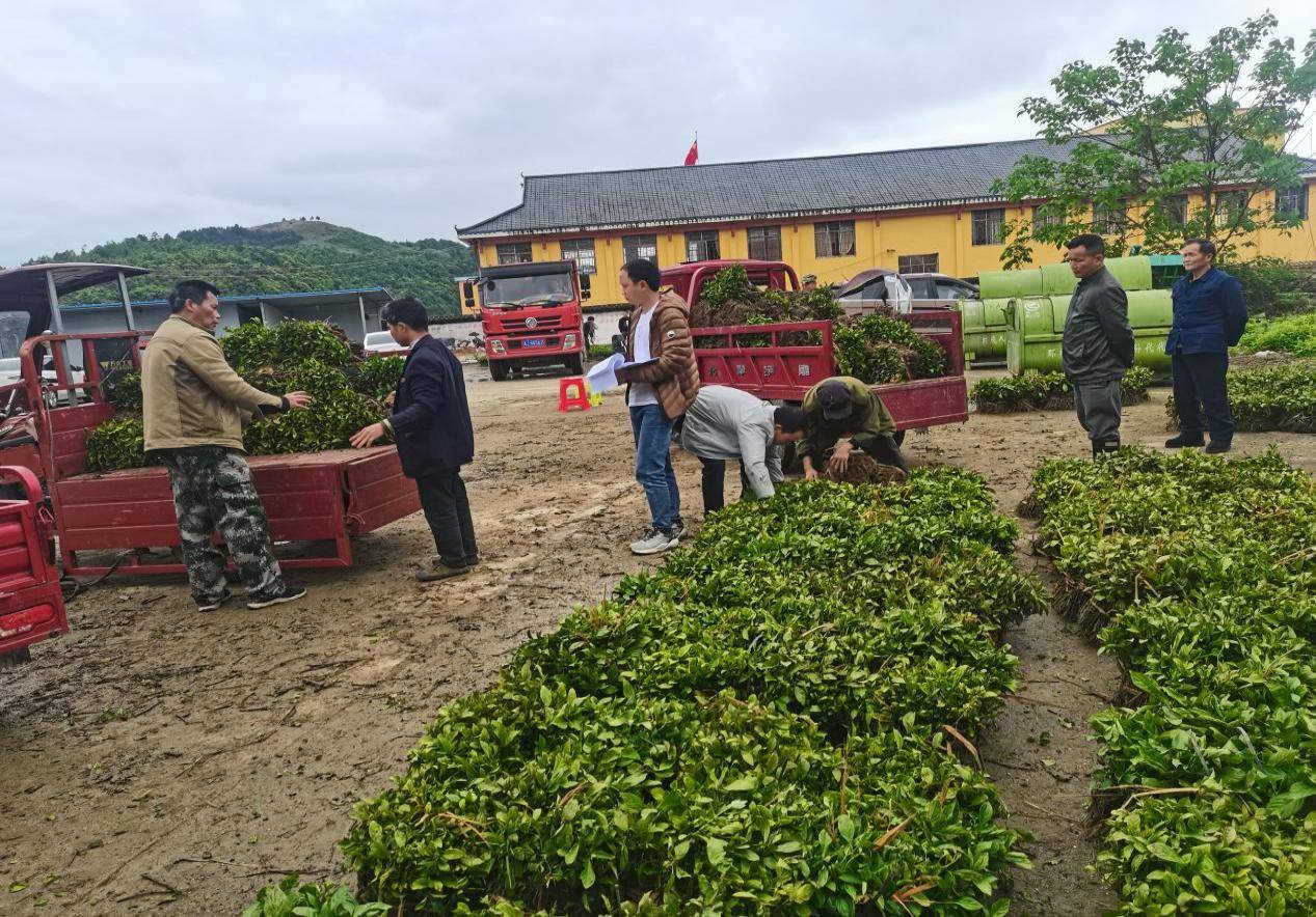 优势,广泛听取群众意见,立足资源禀赋,因地制宜,大力发展南板蓝根种植