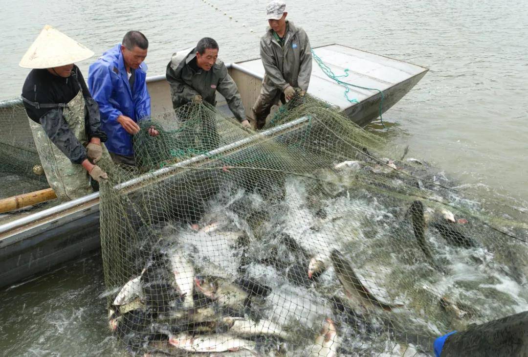 狂欢岩马湖 鱼乐无极限】首届岩马湖捕鱼节22日隆重开幕!_捕捞