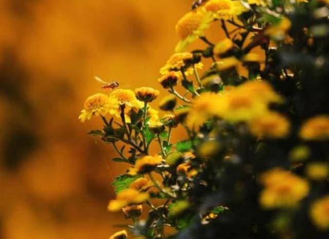 5月24日运势 好运来袭 桃花运爆棚 横财大发 双喜临门的3大生肖 大马神婆星座网