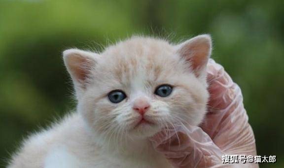 怎么看小猫有多大月龄 9e3a16c5c1f34fb781fe0b20728f158f.jpeg