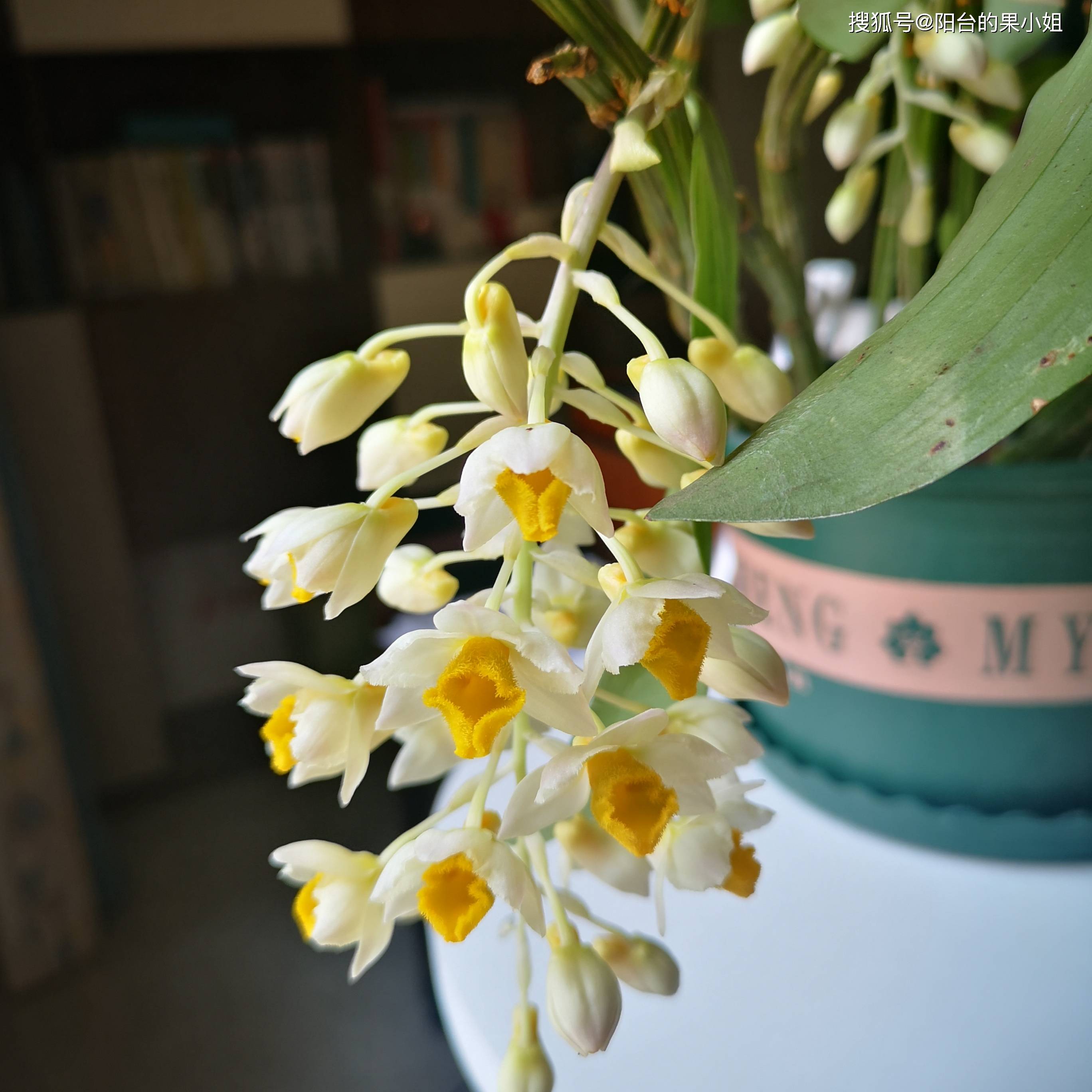 值得一种的神仙植物球花石斛