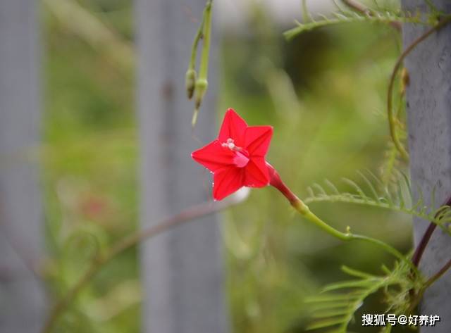 3种爬藤花 简单好养 撒一把种子 2个月长成花海 牵牛花