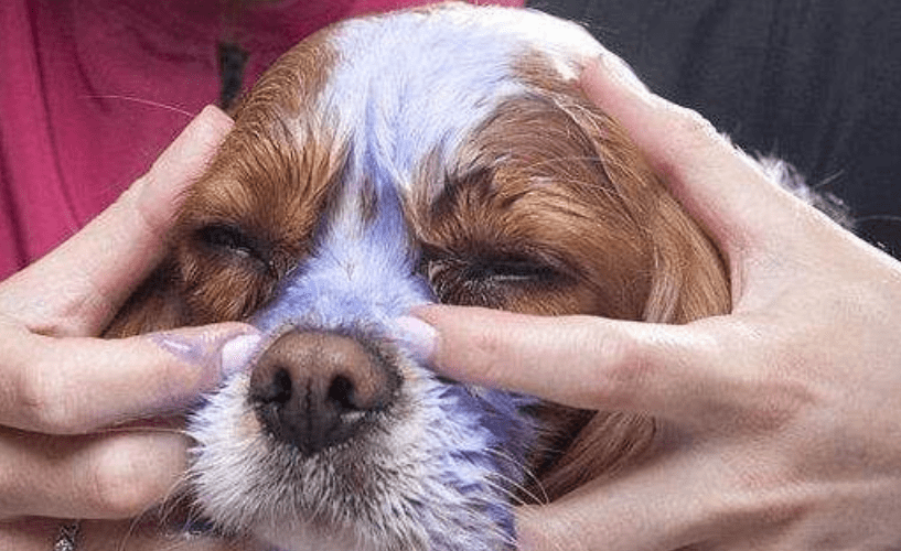 四,疾病和鼻泪管堵塞狗狗平日里常吹空调或者趴卧在地板上也很容易