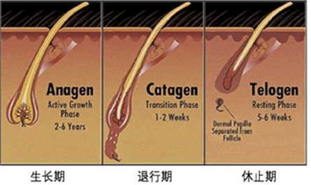 毛发生长周期经历三个阶段:生长期(anagen),退行期(catagen)和休止期