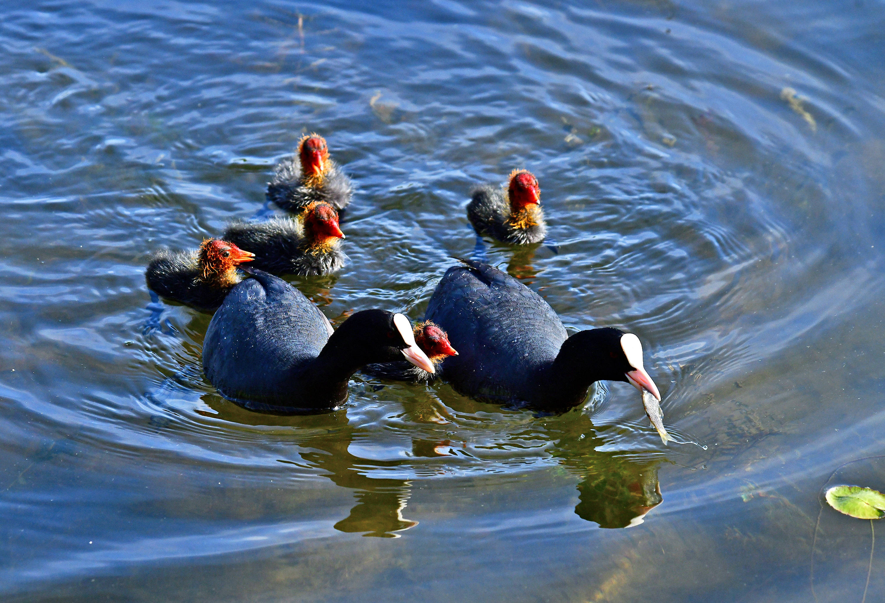 瞧这一家子——白骨顶鸡(下)_保护