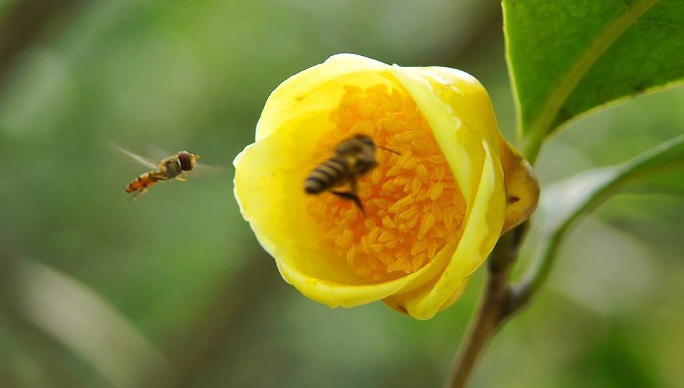 融生天下推出金花蜜一参清 有哪些功效 植物