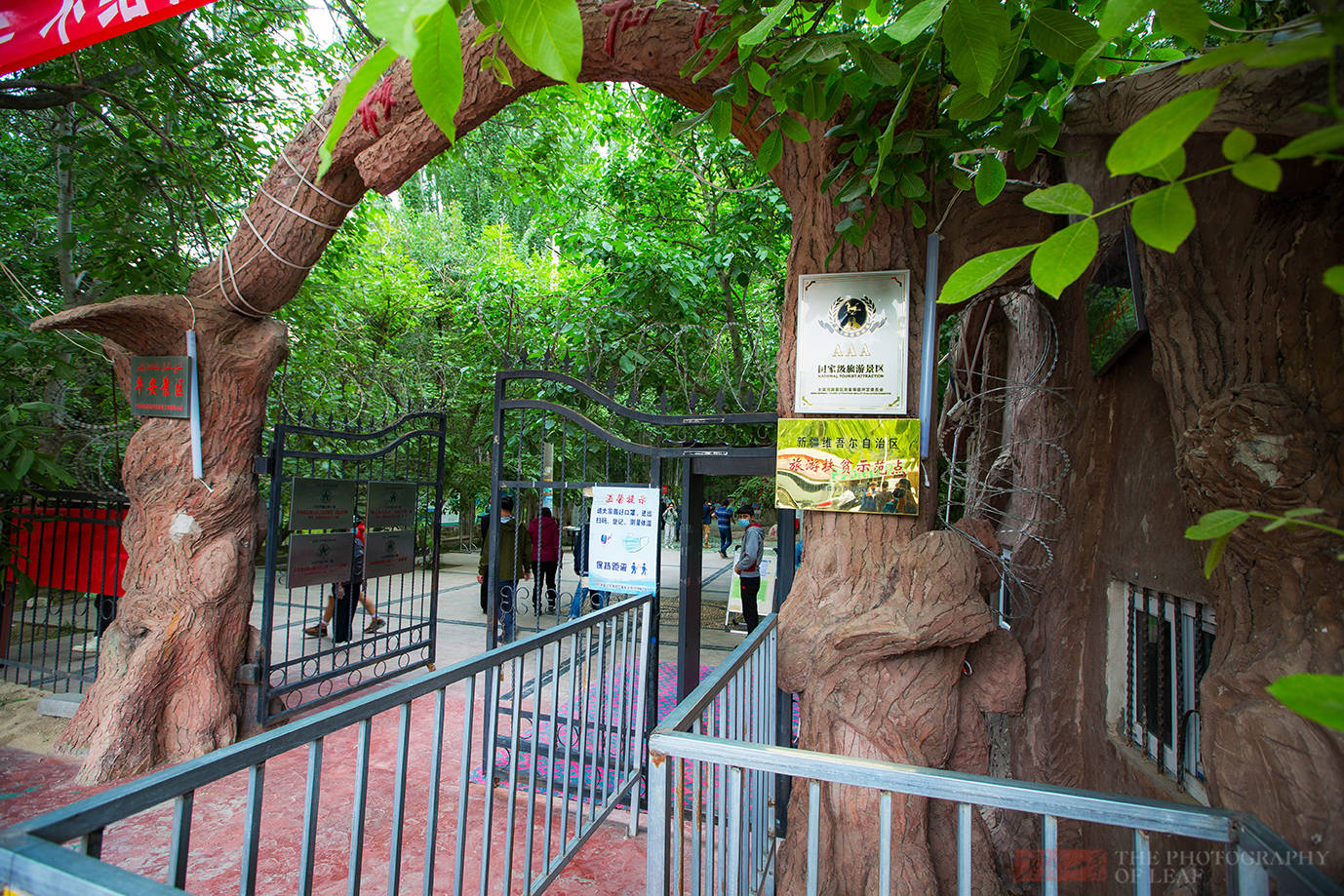 原创新疆有七棵古核桃树树龄超1500年合称核桃七仙景色难得一见