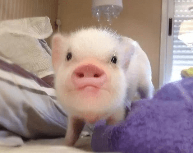 95年属猪男21年运势详解 为人