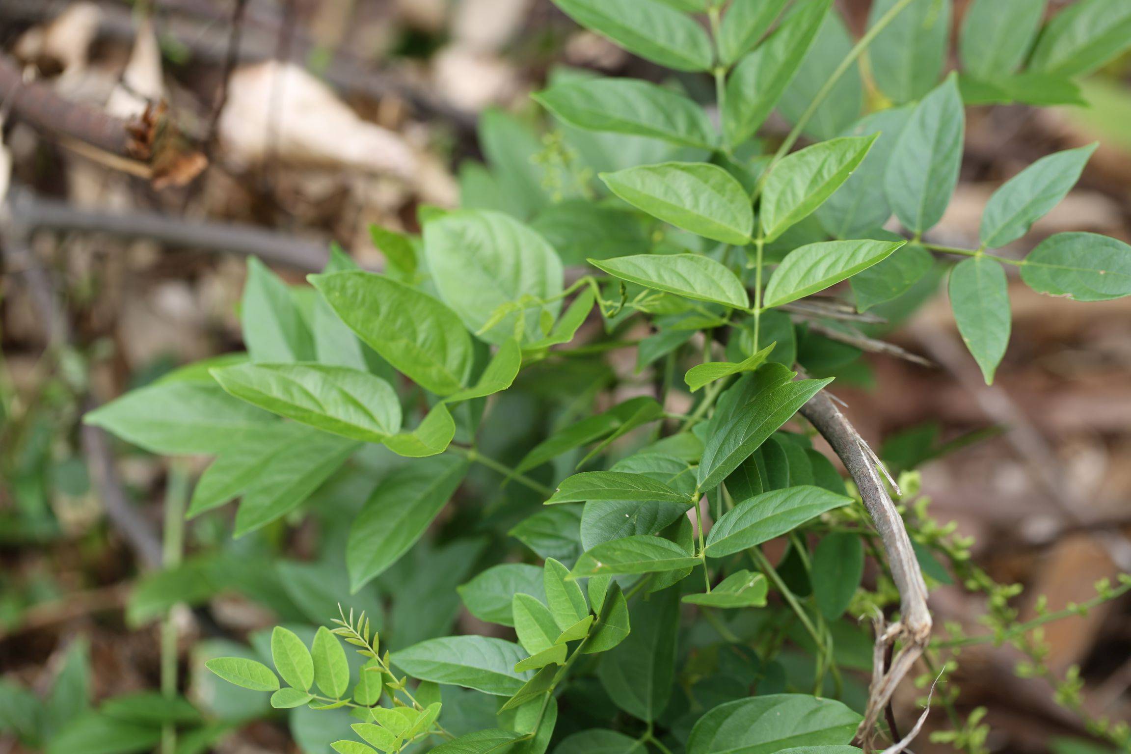 庆元植物1407豆科土圞儿属土圞儿