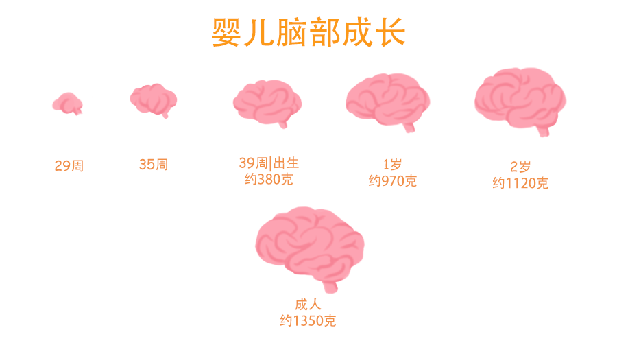 孕期科普知識胎兒大腦的發育階段