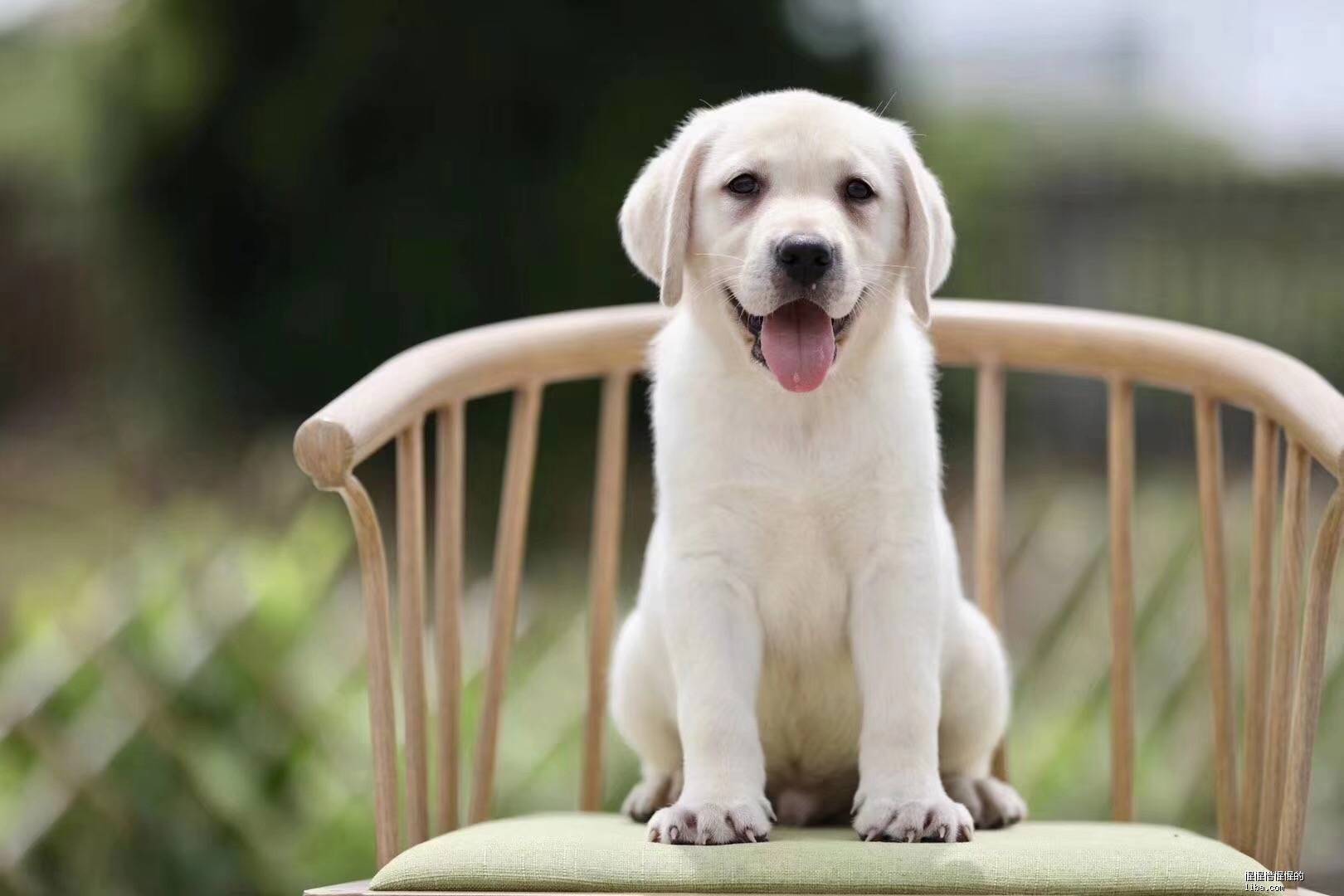 幼犬一天没拉屎但排尿_主人