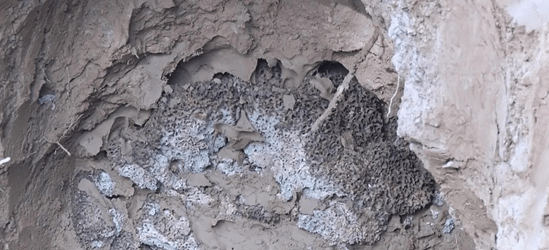 石首调弦河堤防发现超大蚁穴!巢穴形成已有60多年