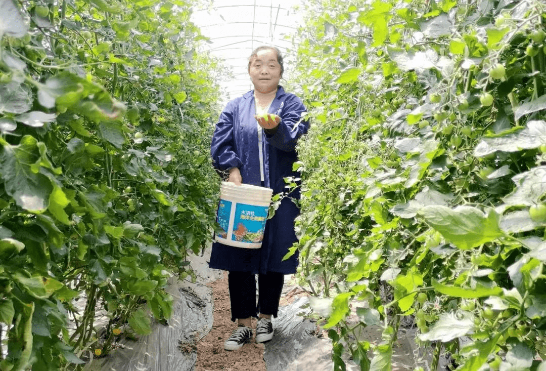 泾阳 果蔬采摘成时尚设施农业 钱 景好 圣女果