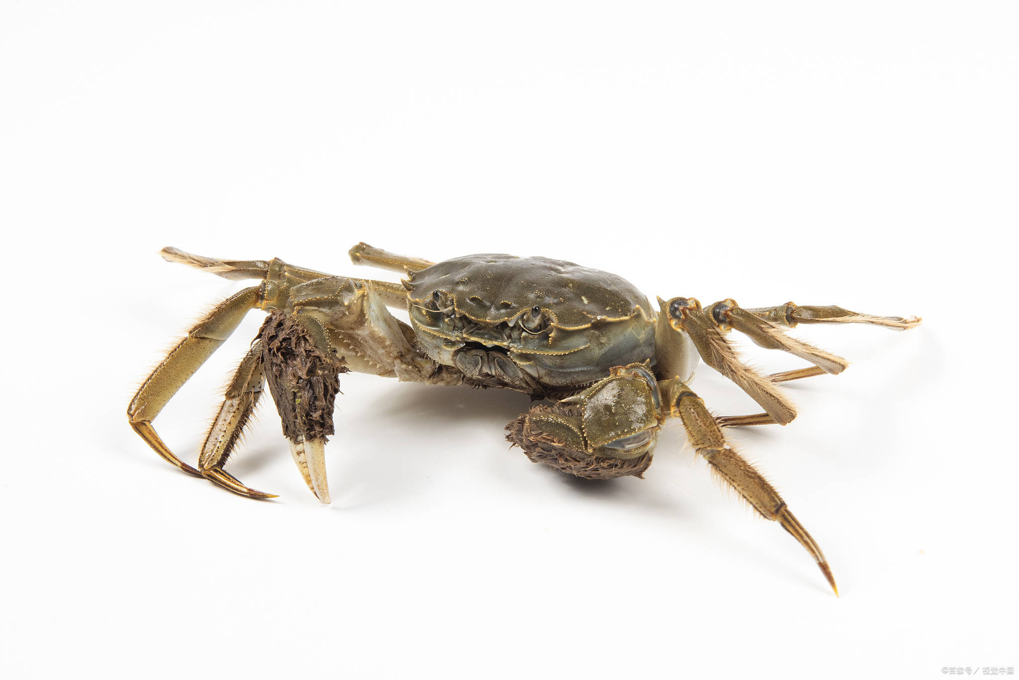 蟹满堂今年的六月黄您吃了吗关于阳澄湖六月黄的六问六答