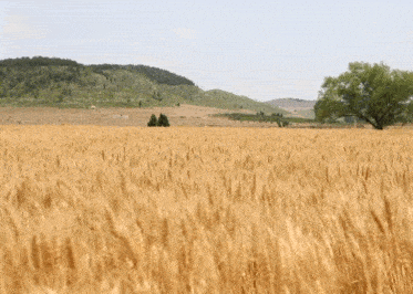 373_266gif 动态图 动图
