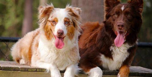 聪明狗狗排名_排名最聪明的狗狗图片(2)