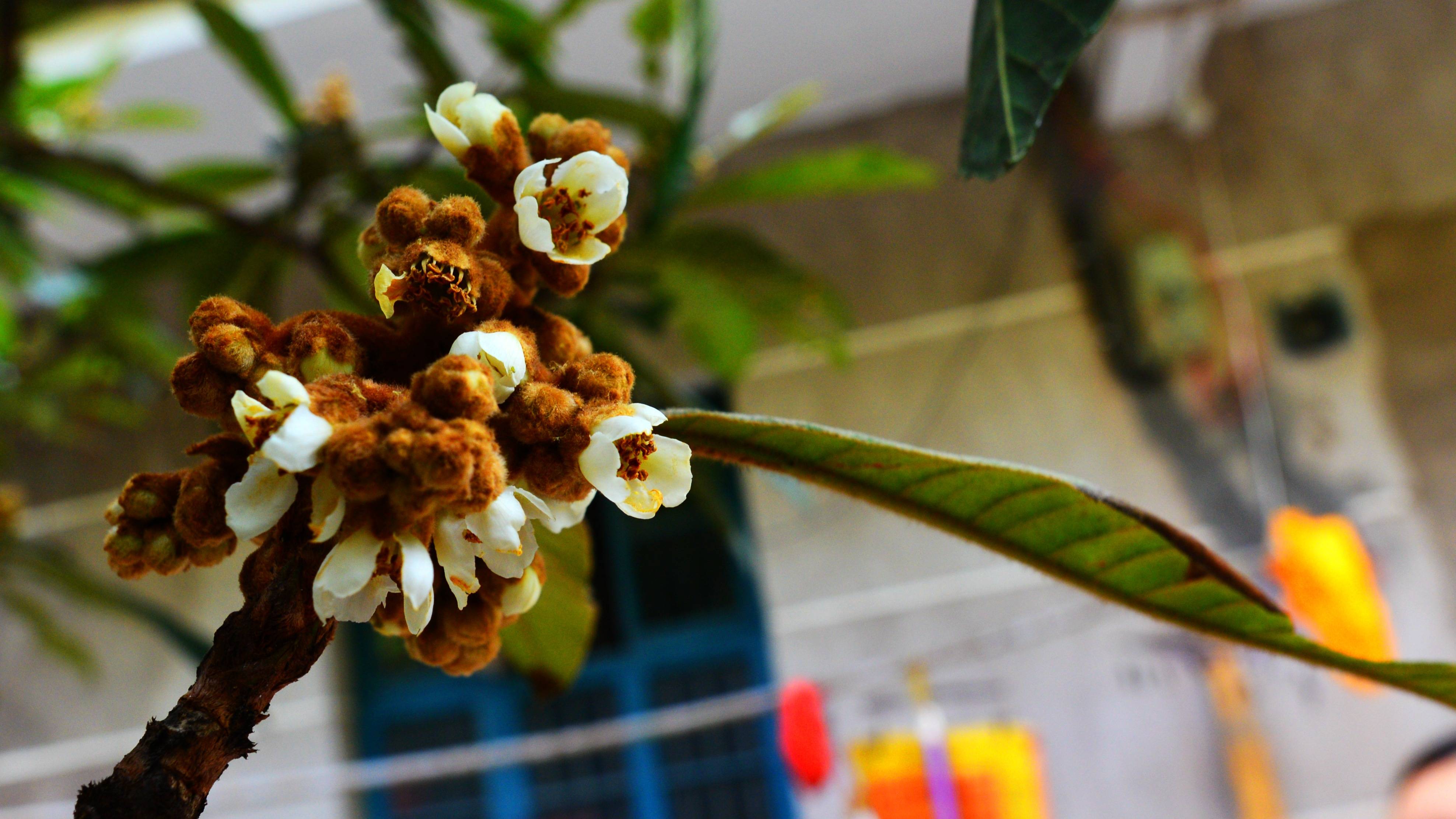 武夷山中六石岩,香榧树下觅古风