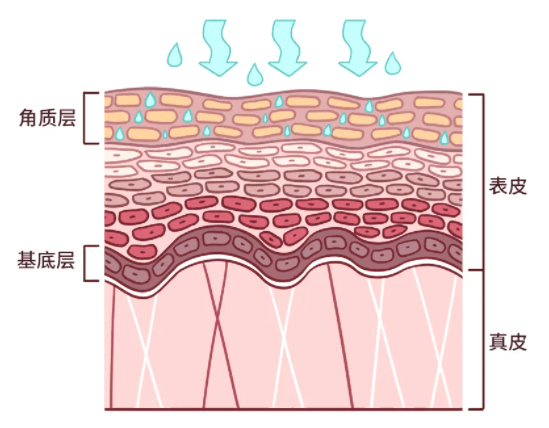 德国mbk提醒你小心过度水合导致的屏障受损