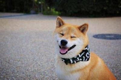 狗狗几个月开始发育 9dc6ced8d7c240479f0236cd35390dbe.jpeg