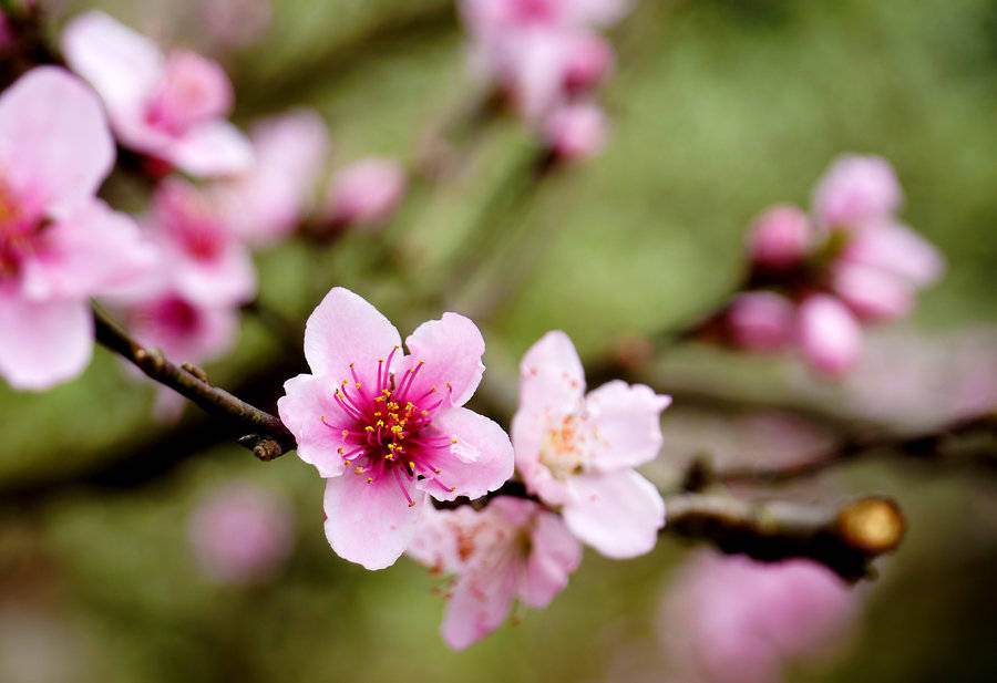 历史|广州桃花涧风景区
