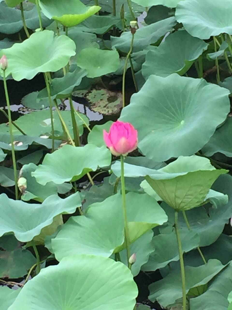 湖泊|南京玄武湖