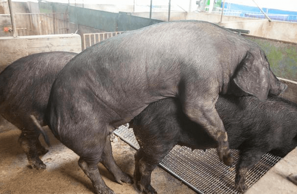 猪价跌入深水区三把利剑出鞘救市新一轮大涨来了