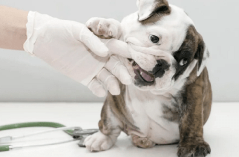 什么是动物医院 68131f5c9ab14c6ea98f501f5f32fe3d.png