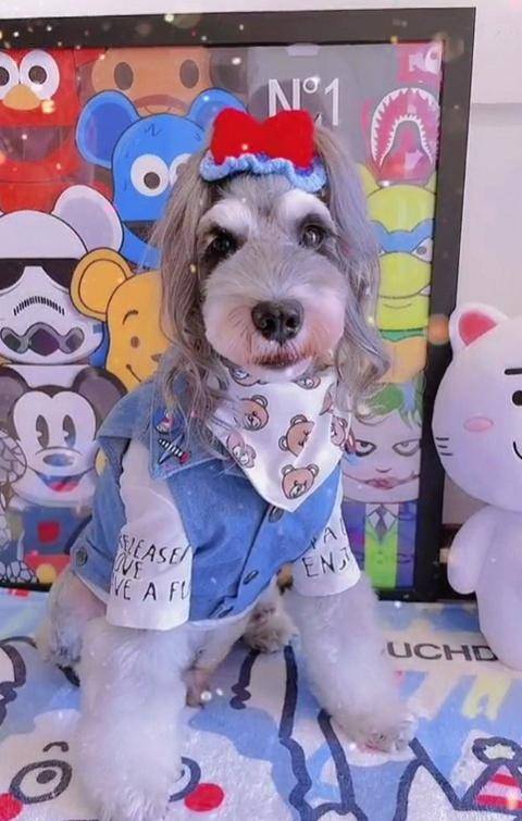 主人每天给狗子编麻花辫坚持了整整五年太美了