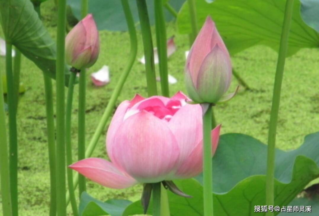 6月30日日子乐呵呵 哪些星座日子越来越红火 事业