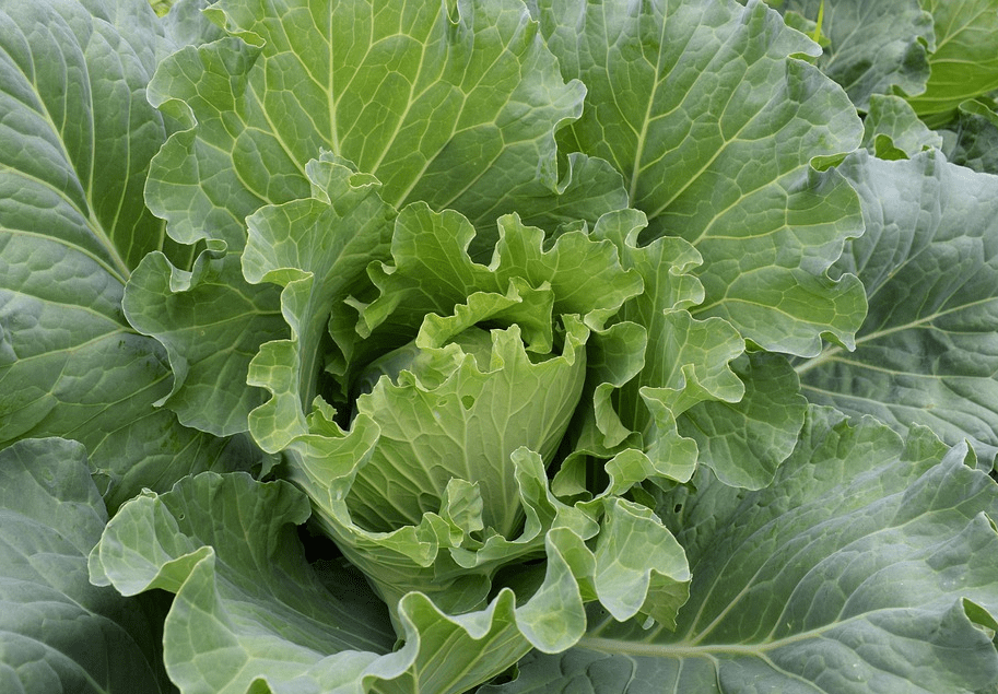 白菜 干烧心 怎么办 老农民 及时补钙别犹豫 农业 白菜 干烧心 怎么办 老农民 及时补钙别犹豫 农业
