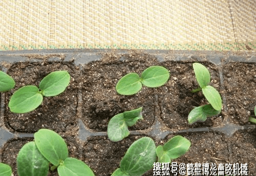 阳台圣女果的种植方法