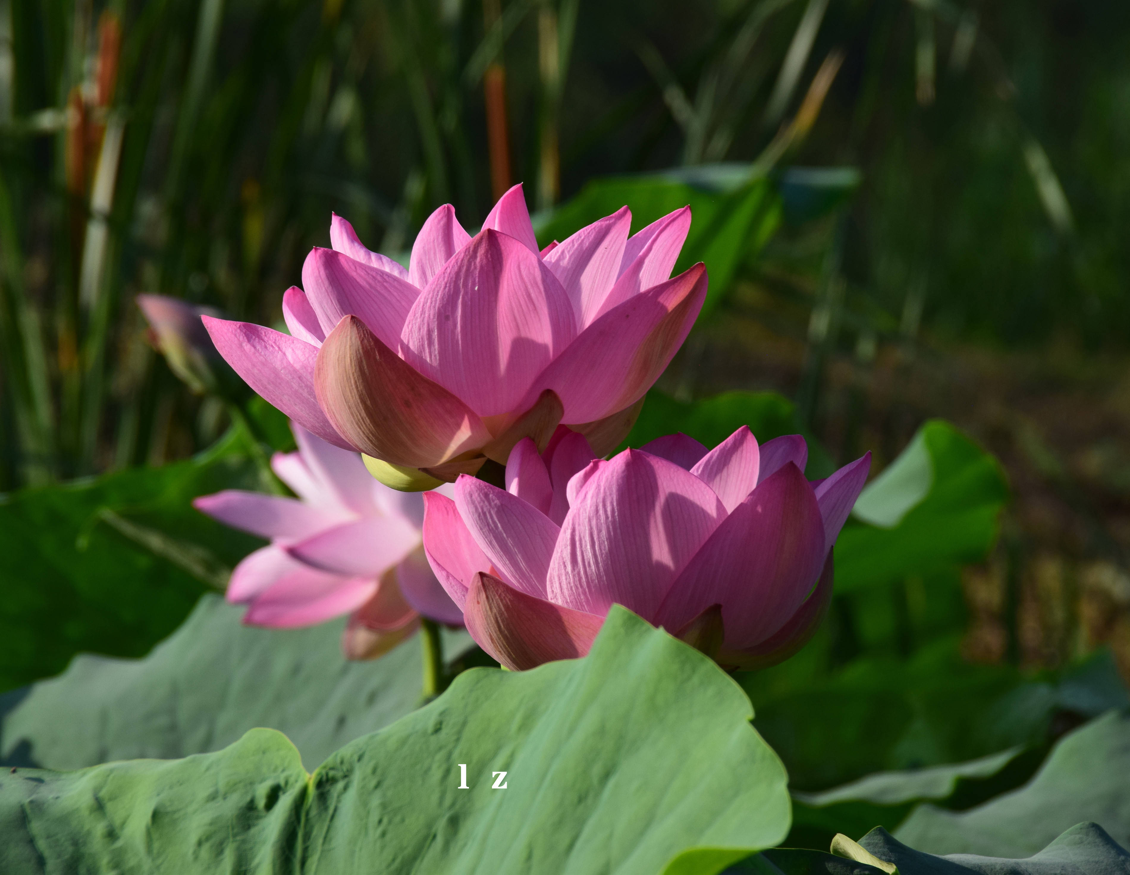 又到荷花盛开时 药食同用的荷花你了解多少_莲花