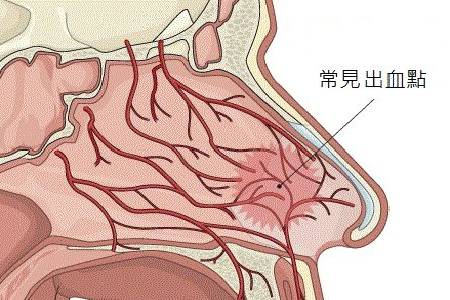 鼻子血管分布图图片