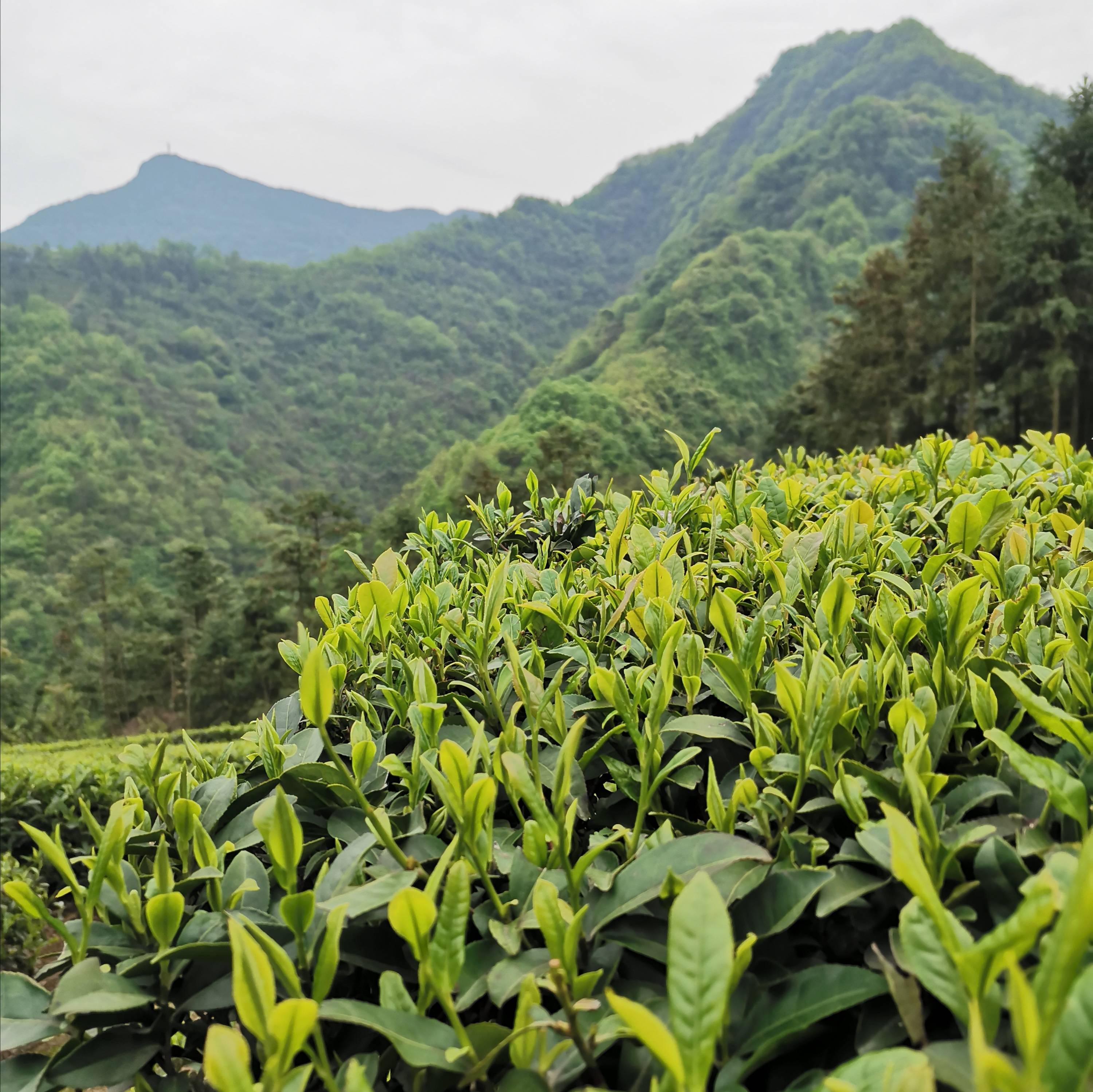 乡村茶山,林中有野猪出没_芭蕉乡