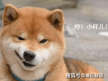 萨摩|盘点那些自带笑点的狗狗，你觉得哪个最搞笑？