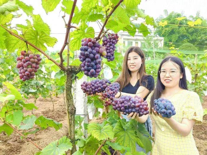 夏季采摘 葡萄,梨子,李子~来潼南,给你好玩