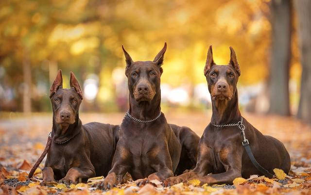 立耳杜宾犬 5f8e572c8cc34ea386102a8a0be4b564.jpeg