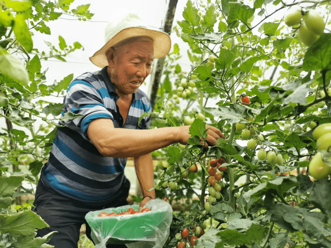 致富梦|旬邑：小小圣女果撑起赵大叔的致富梦