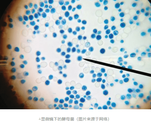 活菌染色图片
