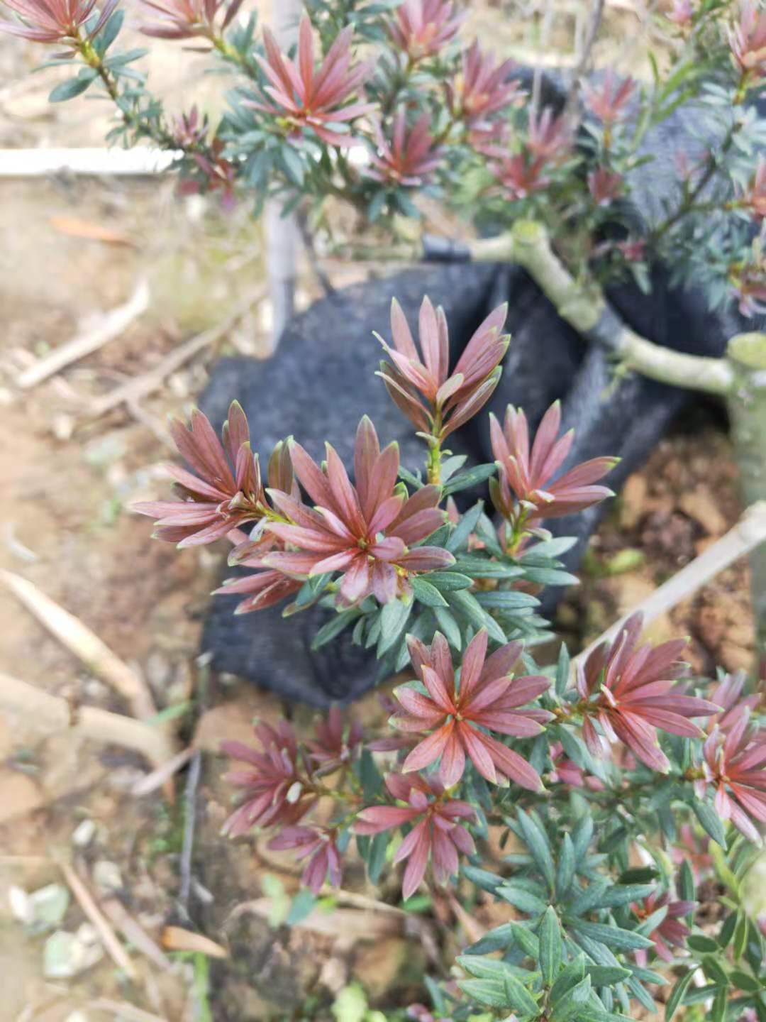 小葉海島紅芽羅漢松藍寶石羅漢松雜交